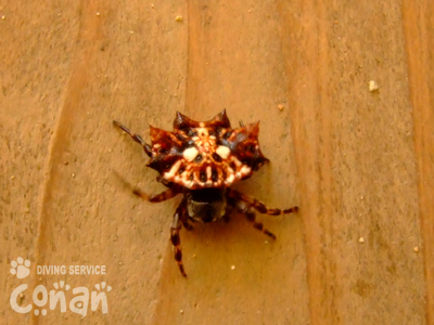 くも ドロストポイントラグランジャケット(その他のコート・ブルゾン